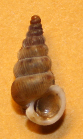 Cochlostoma sloveni